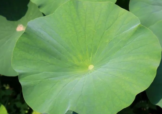 猜一猜:古代的消暑饮品