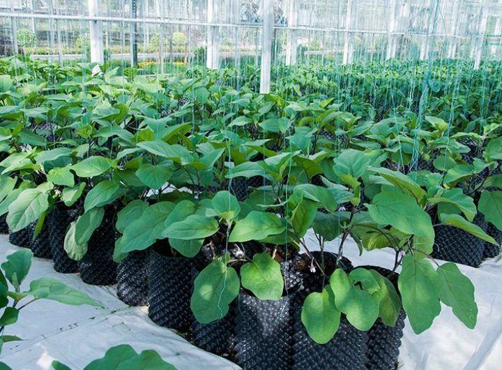 国家扶持的农业项目有哪些？