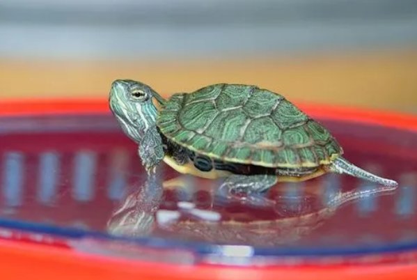 乌龟讨厌主人的表现