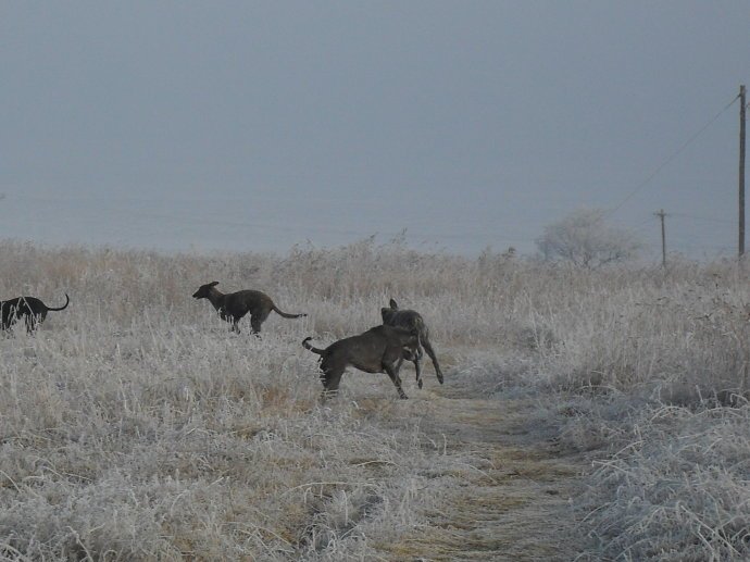 掷凫猎兔的古文简析
