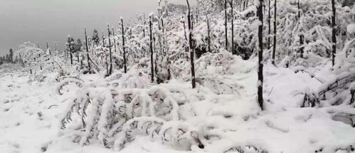 年末寒潮侵袭，本轮寒潮为啥南方降雪比北方明显？