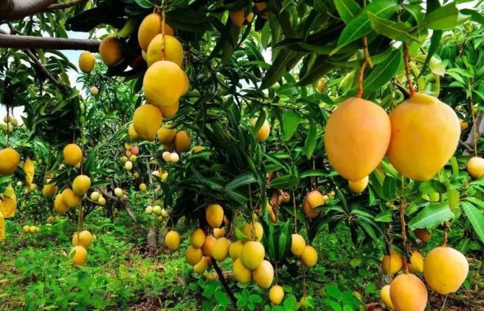 农民做什么事能致富