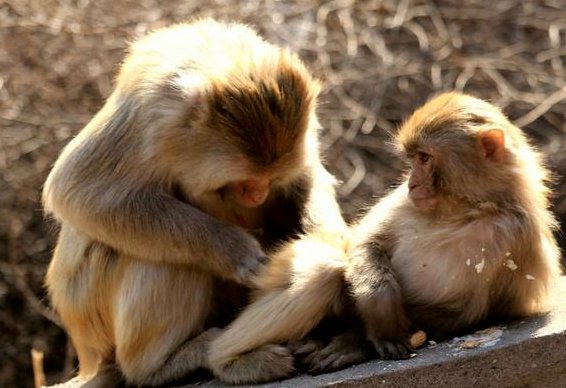 小子后生是什么生肖