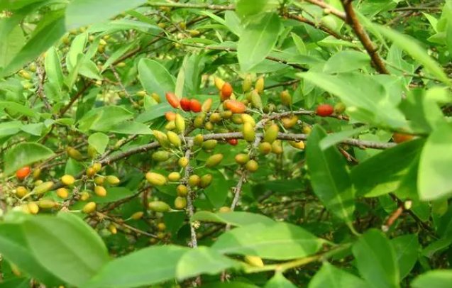 可卡英是从什么植株的树叶中提炼而成的