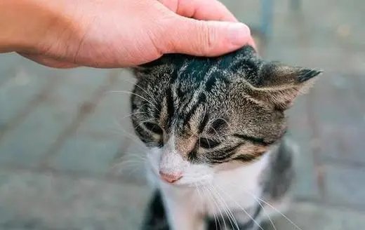 用手轻轻按着并来回移动词语是什么？