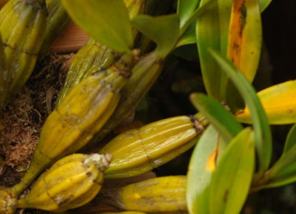 霍山石斛有哪些信得过的品牌？