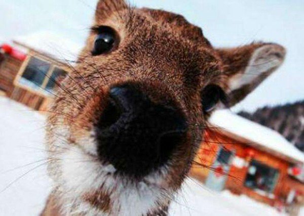 世界上最笨的动物排名