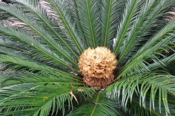 人们常用千年铁树开花形容什么