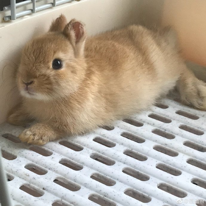 兔子出售时疑被剪去部分耳朵,宠物店对此有何回应?