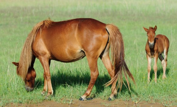 月晕主风是什么生肖最佳精选