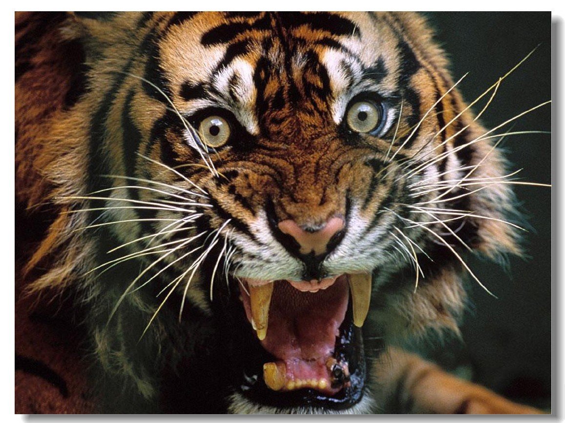 瑞典动物园老虎染新冠被安乐死，这事你怎么看？