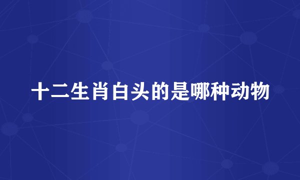 十二生肖白头的是哪种动物