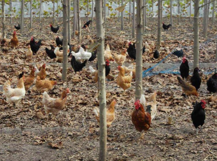 国家扶持的农业项目有哪些？