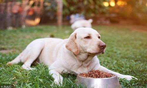 狗学叫中的三种结局是哪三种？