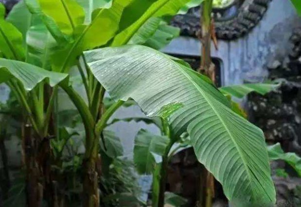 “芭蕉不展丁香结，丁香空结雨中愁。”