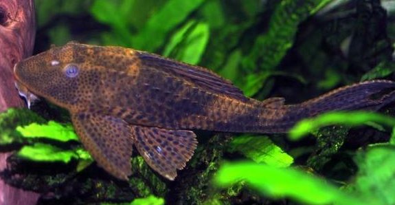 清道夫为什么晒干了还能活?