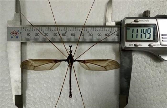 蚊子有什么用？为什么不把地球上的蚊子消灭？