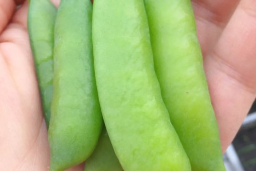 一个豆荚里的五粒豆五个问题怎么提