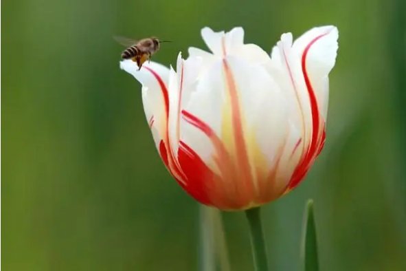 郁金香代表什么意思