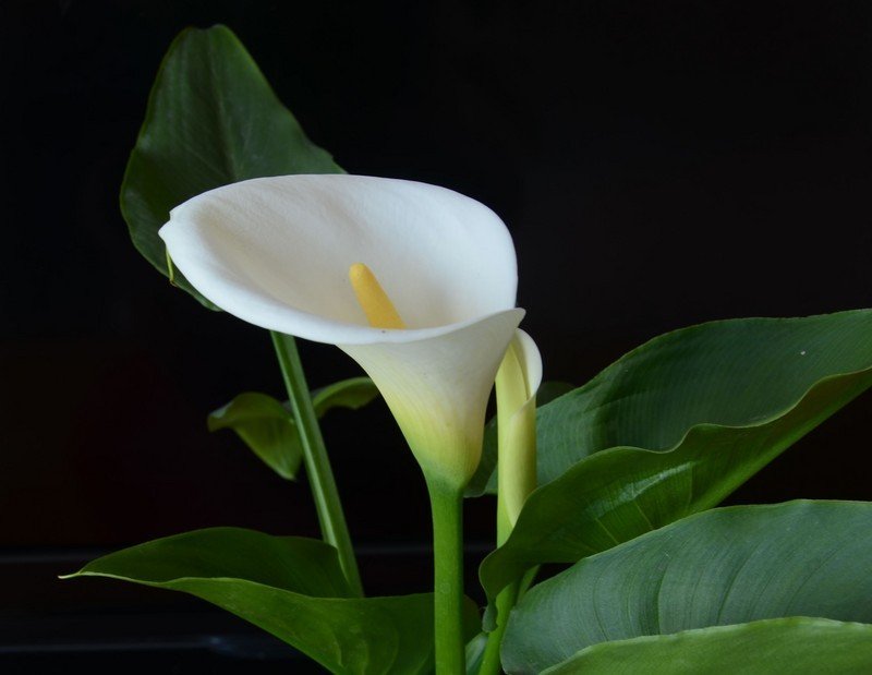 马蹄莲适合在卧室里养吗？