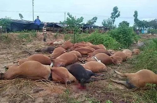 海南30多头牛被雷击中毙命，为什么雷电会把牛击中？