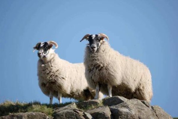 不古不今指什么生肖动物