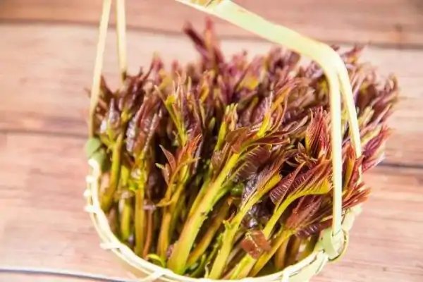 人们常常吃的香椿菜是属于什么木?