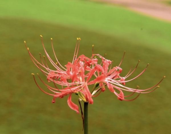 彼岸花开什么意思