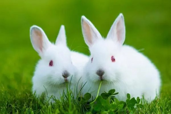 灰不喇唧打一动物