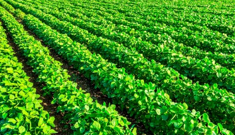 5-6月份适合种什么蔬菜？