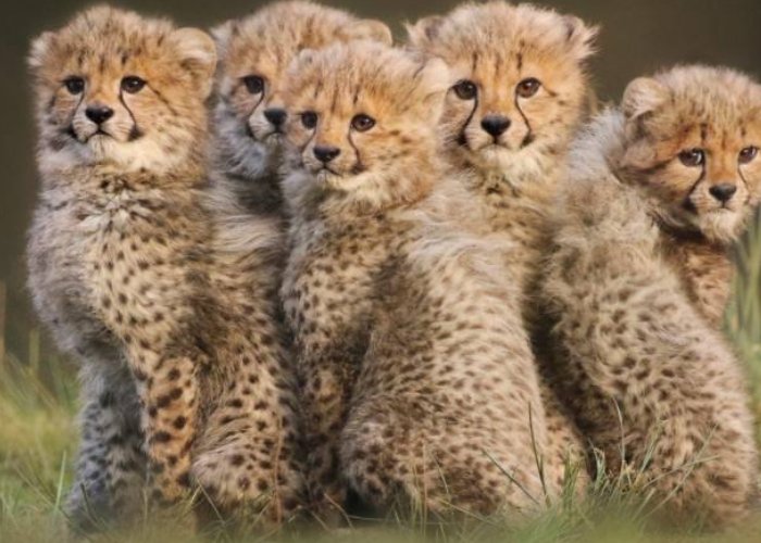 2021年灭绝的动物有哪些？