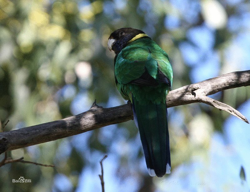 林肯港鹦鹉的亚种分化