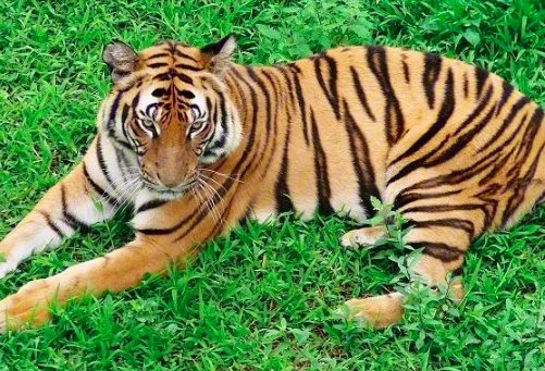 中国十大最强的老虎排名