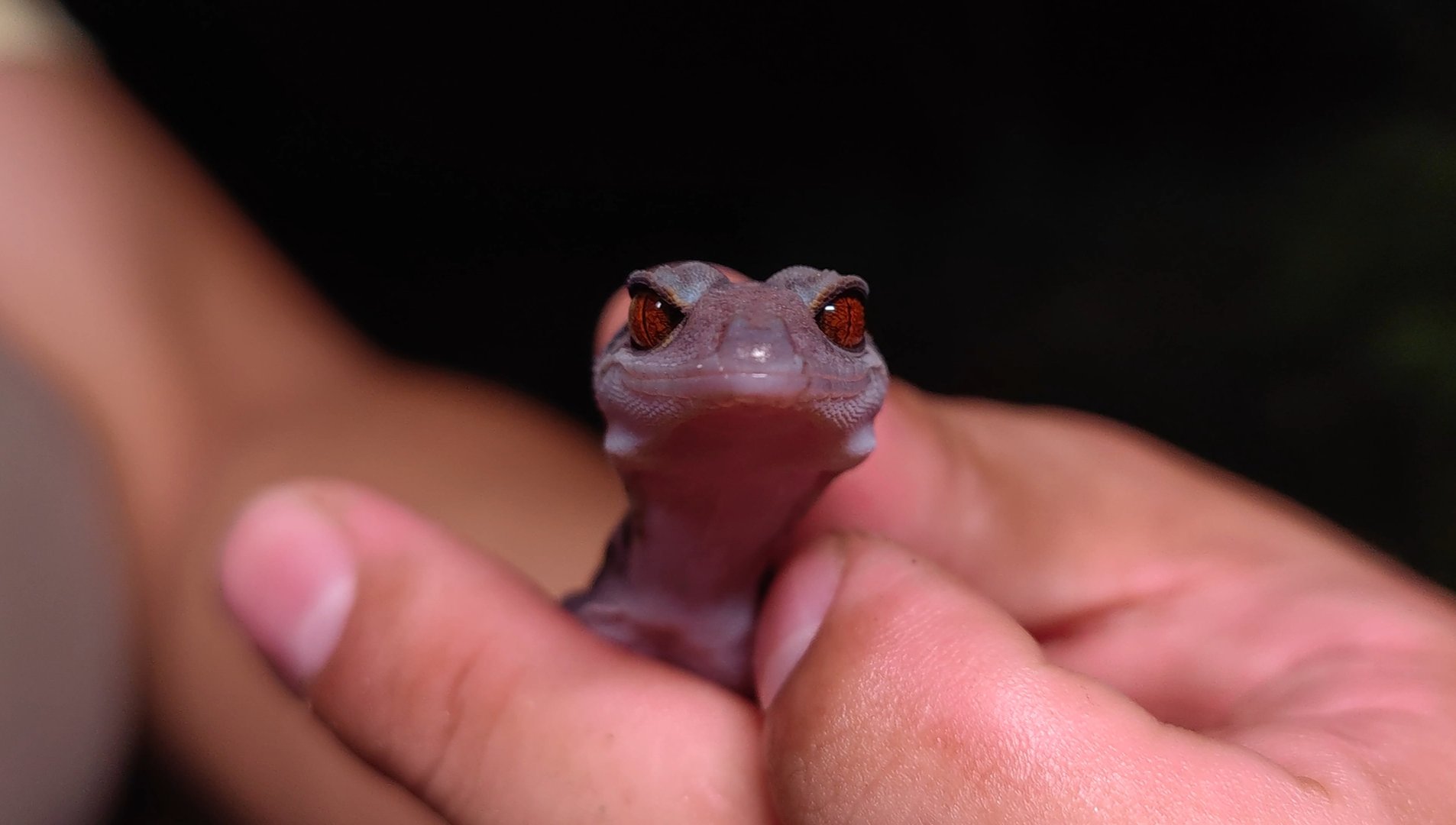 中国移动卡被猫吃了，怎么办？