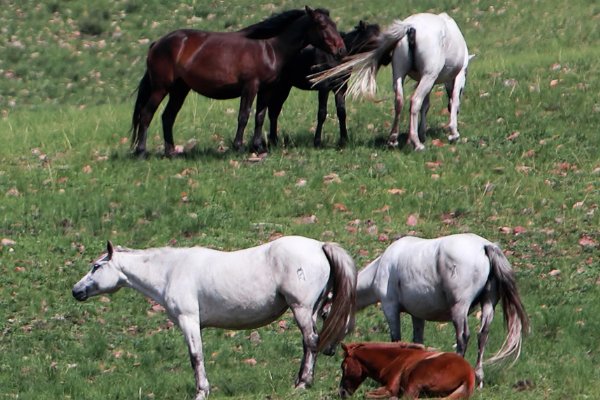 千夫所言如一味是什么生肖