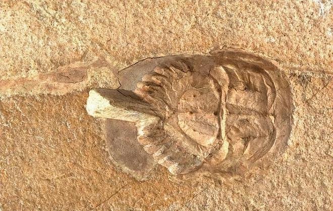 男子在小区池塘拍照，意外发现2亿多年前远古生物！鲎虫为啥能延续这么久？