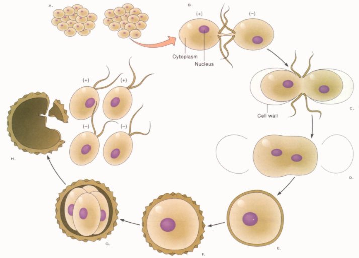 有性繁殖的优缺点