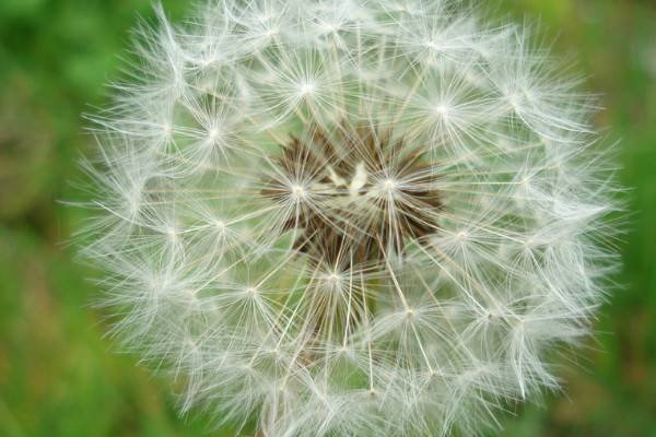 10种植物的传播方式 植物的传播方式有哪些