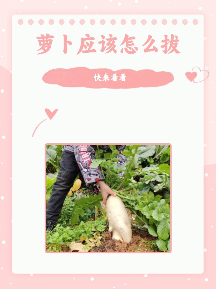 萝卜应该怎么拔