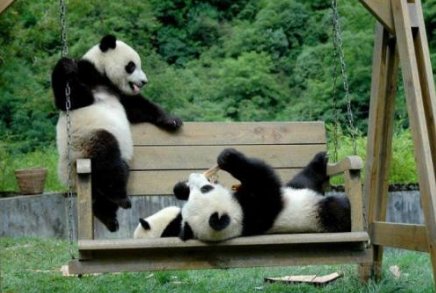 大熊猫热情跟游客击掌互动，为何网友纷纷被萌翻？