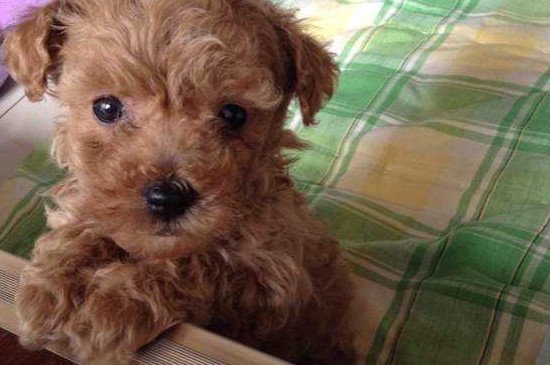 两个月泰迪晚上一直叫怎么办，让泰迪晚上不乱叫的5个方法