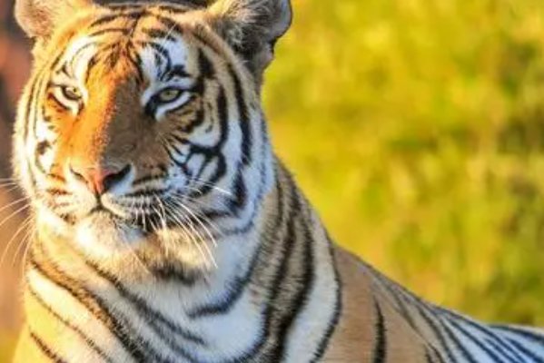 秋雨绵绵是指什么生肖动物