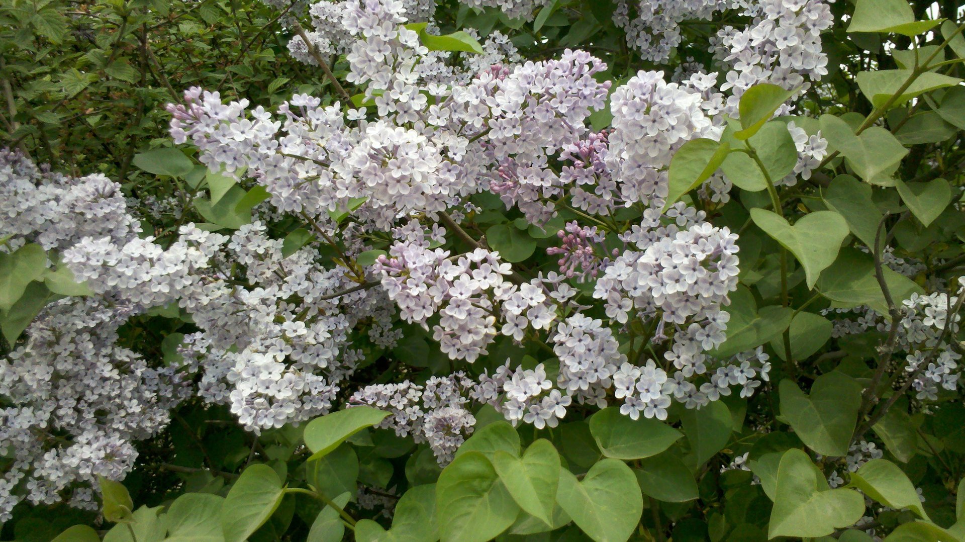 丁香社区的简介