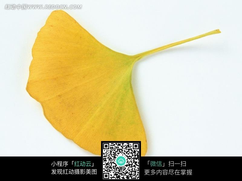 银杏树叶像什么似的