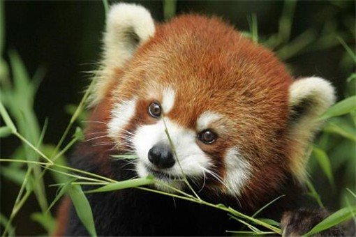 世界上最可爱的动物都有哪些？