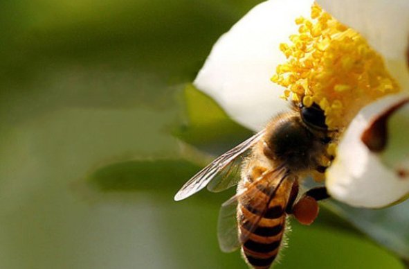 蜂王死了蜜蜂会马上飞走吗?