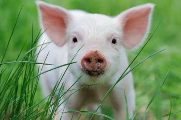 蝼蚁打一个准确生肖