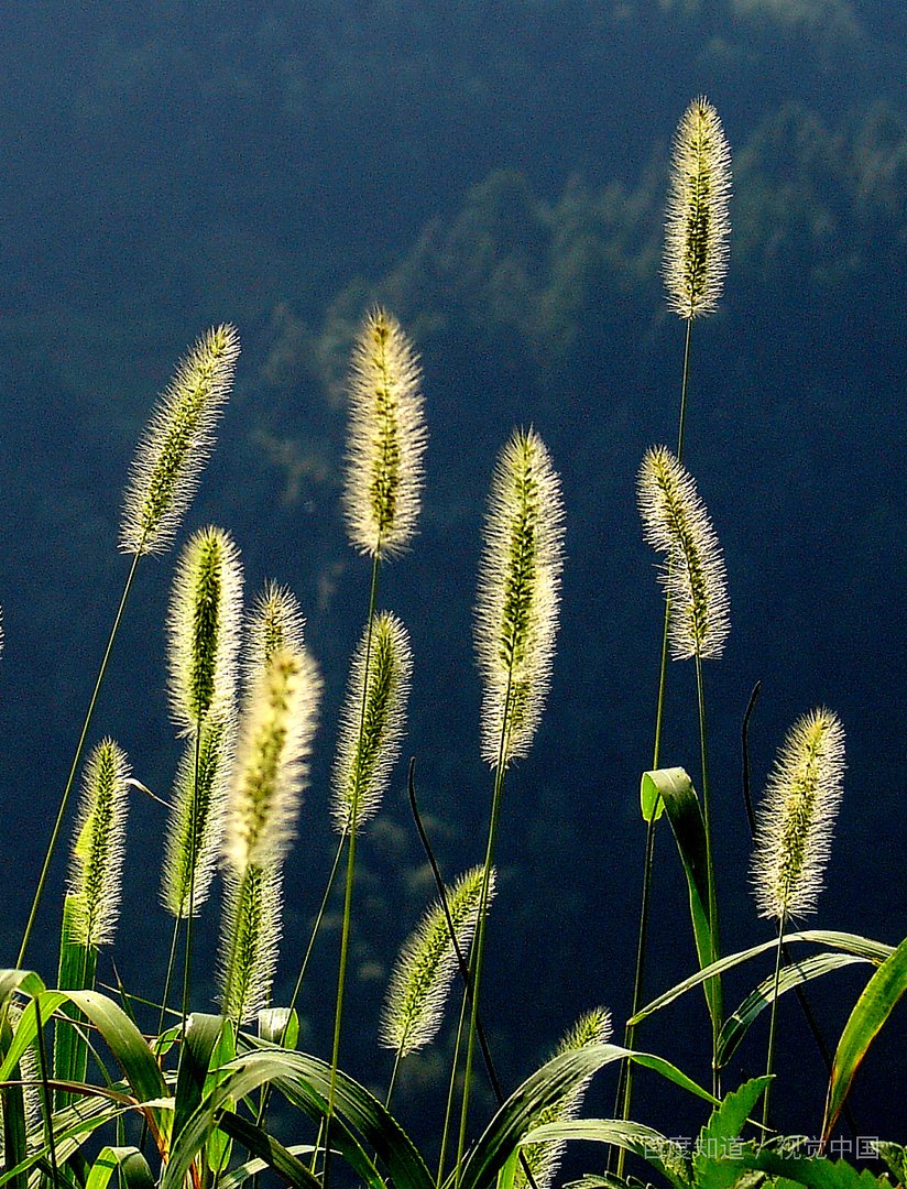 长尾巴的小孩读后感？