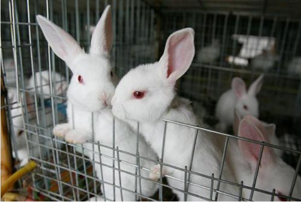 刚出生的兔子宝宝，被妈妈吃了，是什么原因？