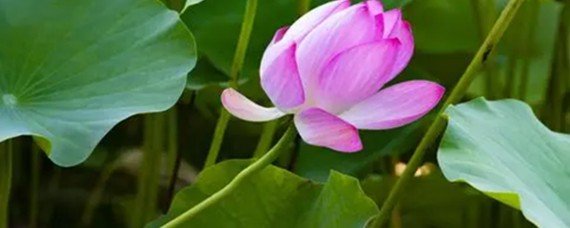 中通外直是什么意思